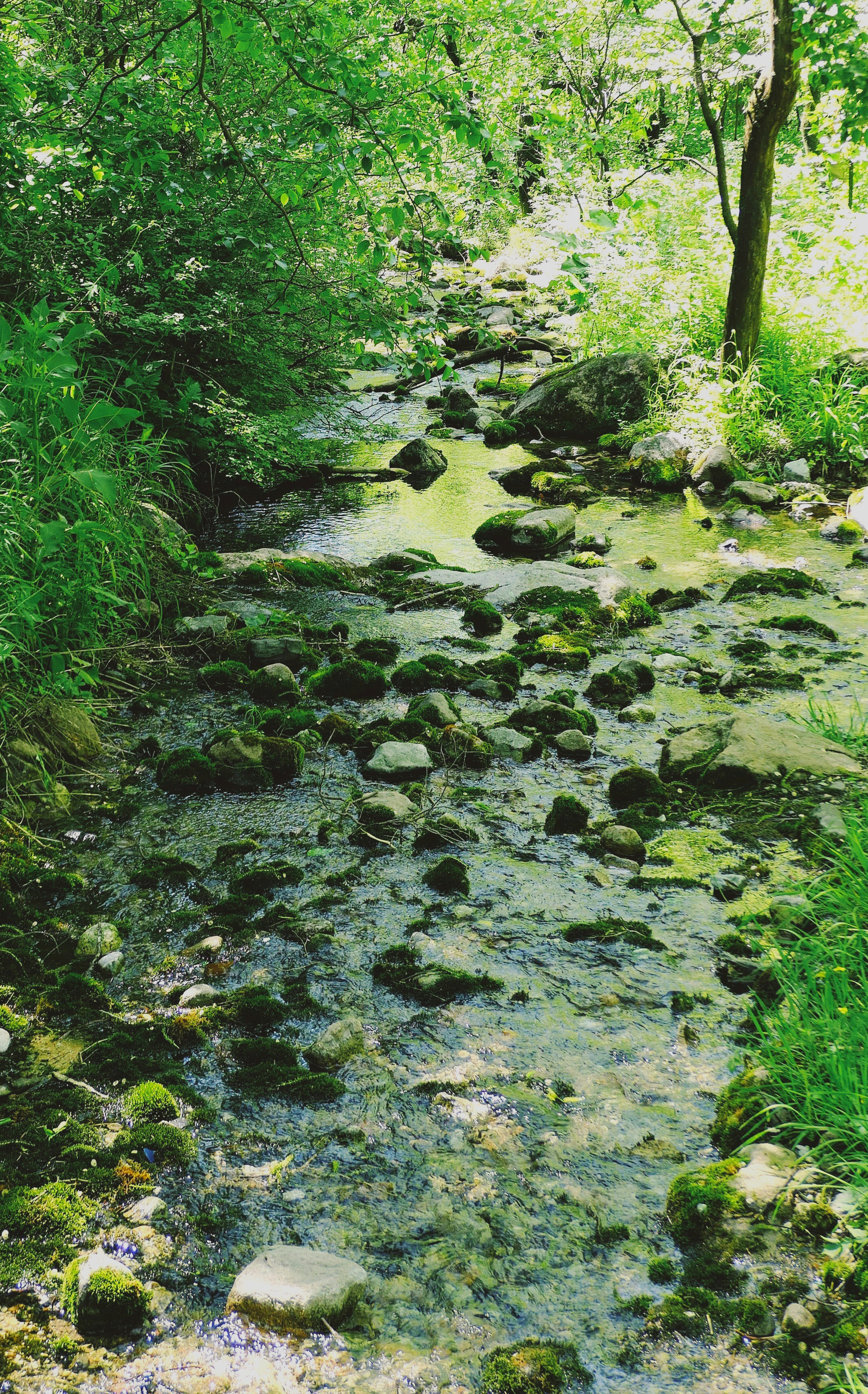 Forest stream representing calm, healing, and moving forward during difficult family seasons.